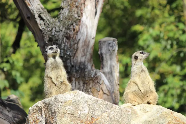 Putzige Erdmännchen im Tierpark Haag | Foto: Ulrike Plank