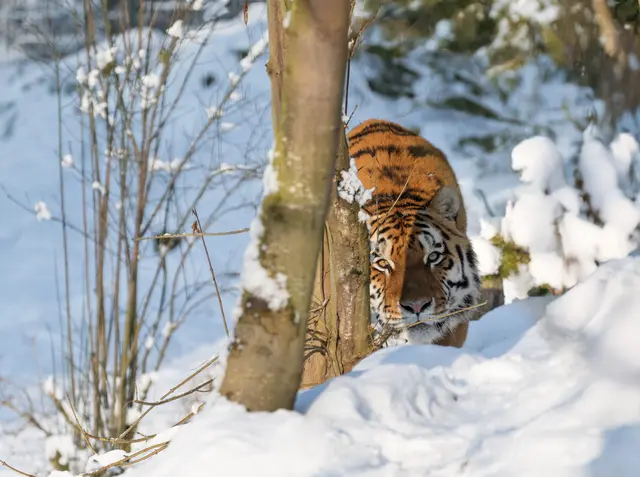 Foto: Zoo Schmiding /Sterns