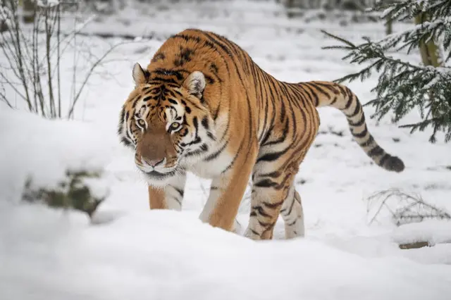 Mit stolzen 18,5 Jahren bekommt Tigerdame Anastasia ein neues, altersgerechtes Gehege im Zoo Schmiding in Krenglbach. | Foto: Zoo Schmiding /Sterns