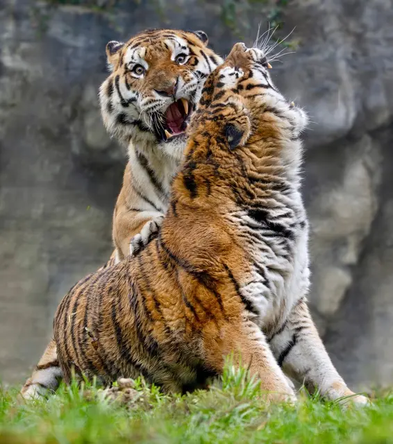 Foto: Zoo Schmiding /Sterns