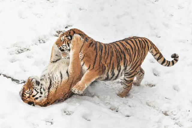 Foto: Zoo Schmiding /Sterns