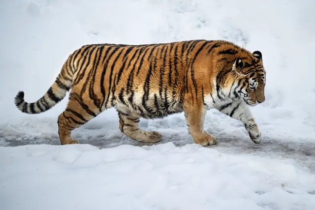 Foto: Zoo Schmiding /Sterns