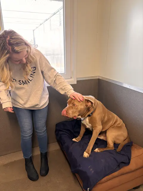 Jelena Toksoylu besuchte das Tierheim mit einer Sach- und Futterspende, die sie gemeinsam mit ihrem Ehemann Ferhat, der die Einkäufe erledigt hat, aus freiwilligen Geburtstags-Spende gekauft hatte, und traf dabei auch gleich Zeus. Dieser genoss die Streicheleinheiten sichtlich. | Foto: Edina Besic