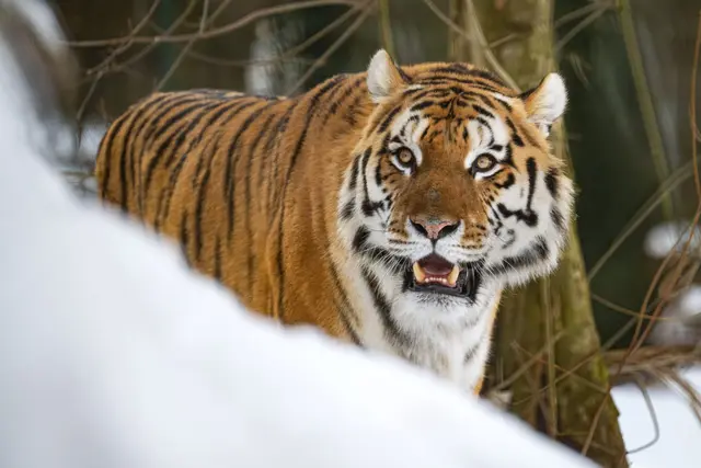 Foto: Zoo Schmiding /Sterns