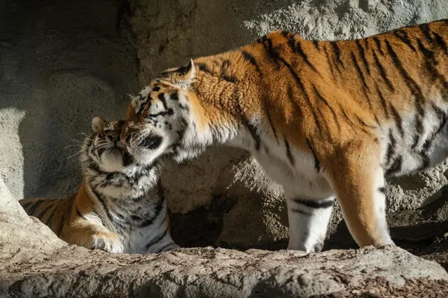 Foto: Zoo Schmiding /Sterns