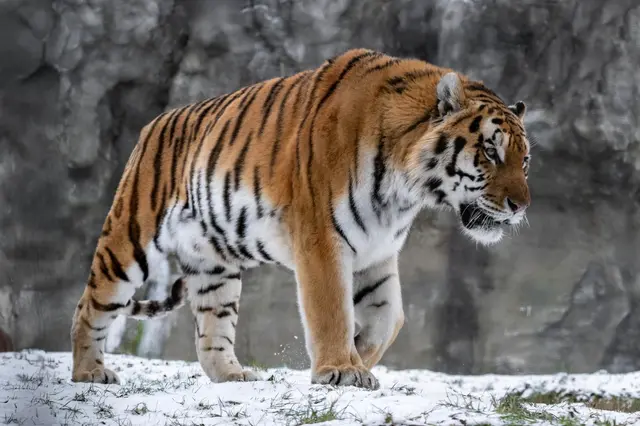 Mit stolzen 18,5 Jahren bekommt Tigerdame Anastasia ein neues, altersgerechtes Gehege im Zoo Schmiding in Krenglbach. | Foto: Zoo Schmiding /Sterns