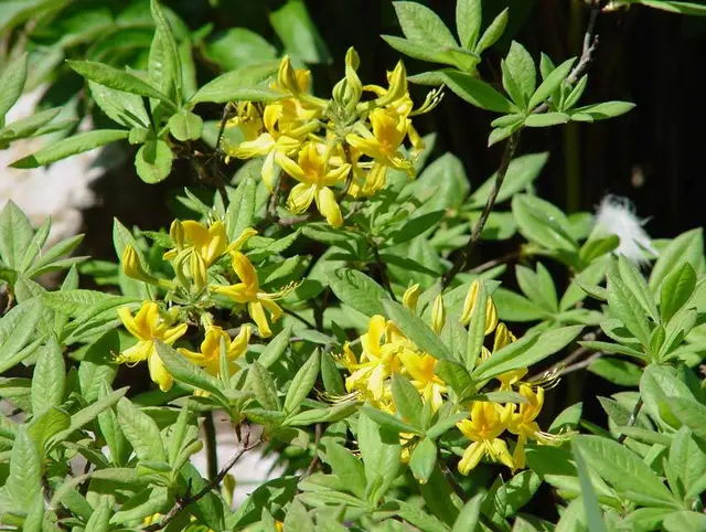 Die Wunderblume von Pusarnitz ist gänzlich naturgeschützt und darf nicht gepflückt werden. | Foto: A. Mrkvicka