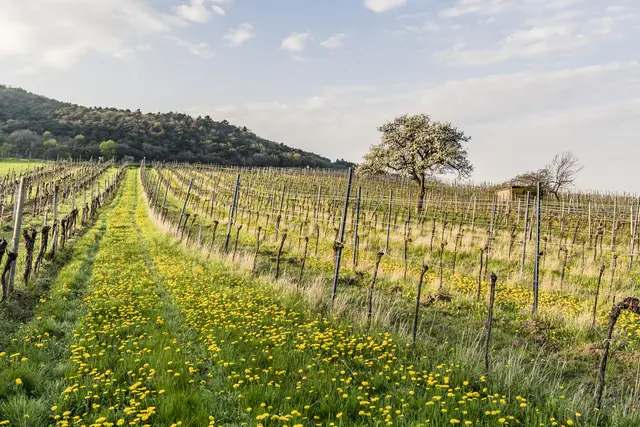 Die abwechslungsreiche Landschaft begeistert sowohl die Menschen aus der Region als auch Gäste. | Foto: NÖ Werbung/Robert Herbst