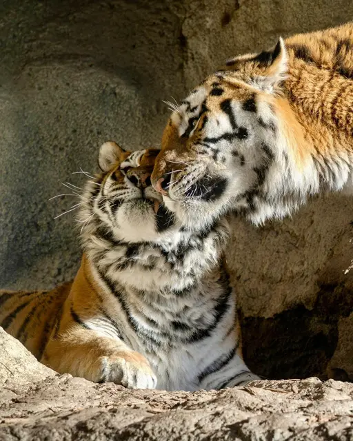 Mit stolzen 18,5 Jahren bekommt Tigerdame Anastasia ein neues, altersgerechtes Gehege im Zoo Schmiding in Krenglbach. | Foto: Zoo Schmiding /Sterns