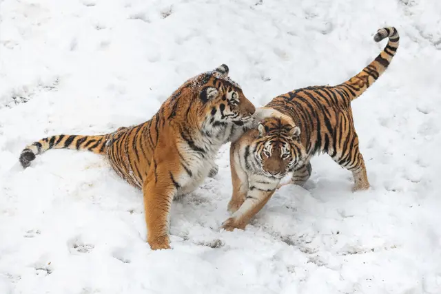 Foto: Zoo Schmiding /Sterns