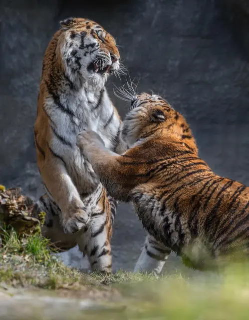 Foto: Zoo Schmiding /Sterns