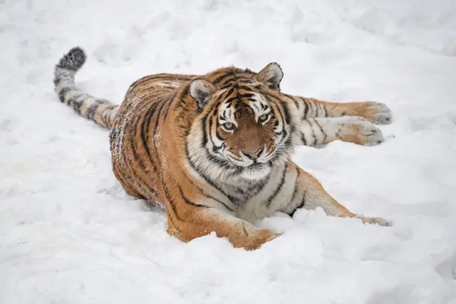 Foto: Zoo Schmiding /Sterns