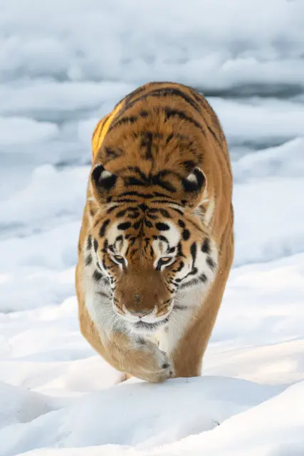 Foto: Zoo Schmiding /Sterns