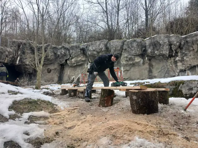 Das Gehege von Tiger-Dame Anastasia im Zoo Schmiding wird jetzt "altersgerecht" gestaltet. | Foto: Zoo Schmiding /Sterns