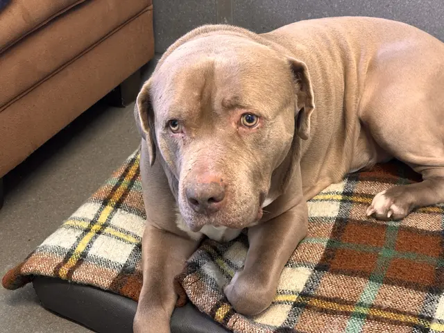 Wer einen treuen, sanften Gefährten sucht, findet in Zeus einen wunderbaren Freund fürs Leben. | Foto: Edina Besic