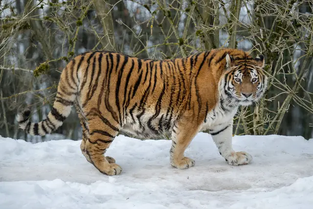 Mit stolzen 18,5 Jahren bekommt Tigerdame Anastasia ein neues, altersgerechtes Gehege im Zoo Schmiding in Krenglbach. | Foto: Zoo Schmiding /Sterns
