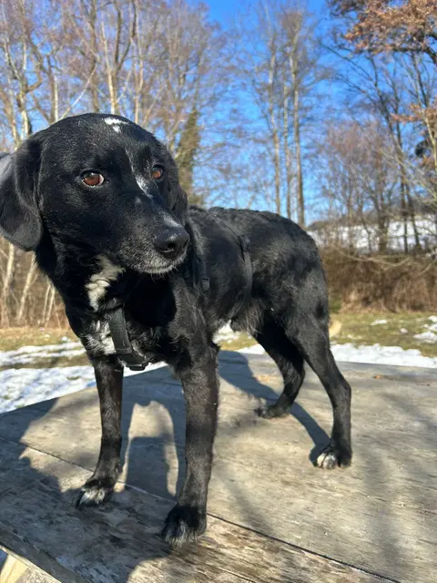 Blacky | Foto: Pfotenhilfe