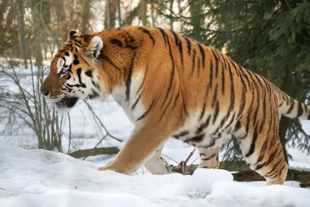 Foto: Zoo Schmiding /Sterns