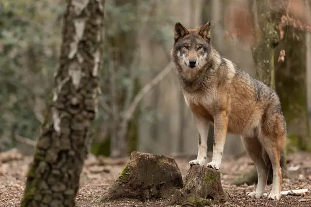 Ein besendeter Wolf wurde in Kärnten abgeschossen. (Symbolfoto) | Foto: stock.adobe.com/at/AB Photography