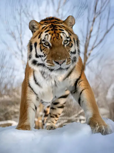 Foto: Zoo Schmiding /Sterns