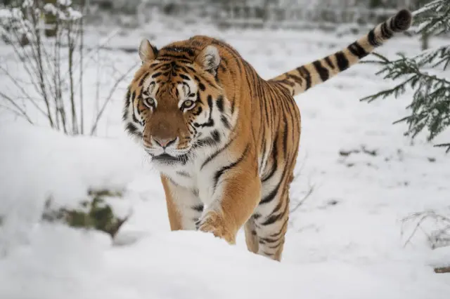 Foto: Zoo Schmiding /Sterns