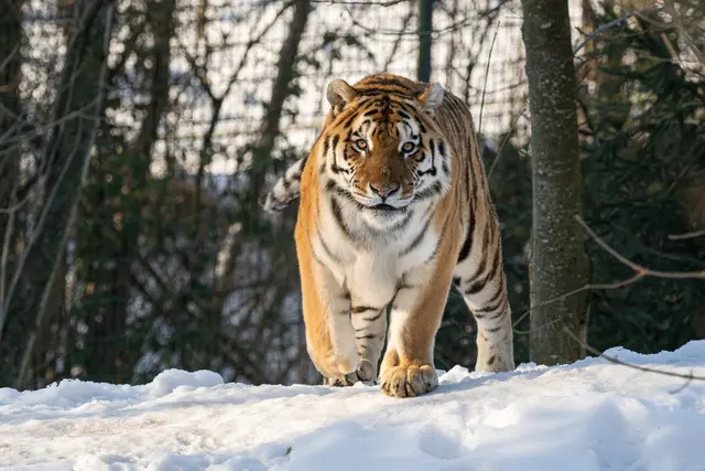 Foto: Zoo Schmiding /Sterns