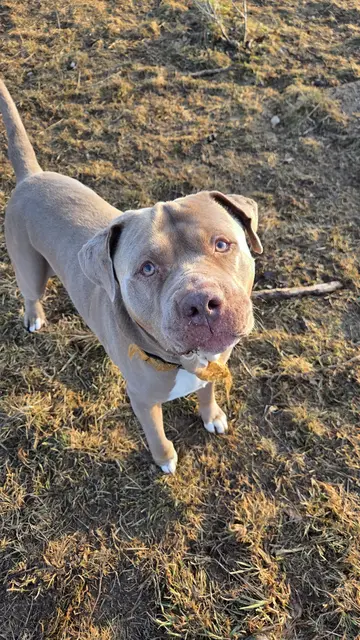 Foto: Tierheim Ternitz