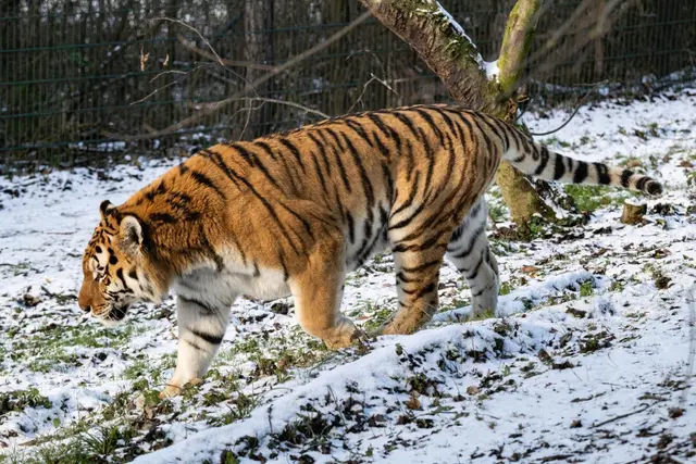 Foto: Zoo Schmiding /Sterns