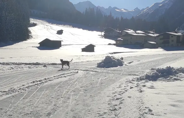 herrenloser Hund in Krößbach auf der Loipe | Foto: TBW Est. Stubai