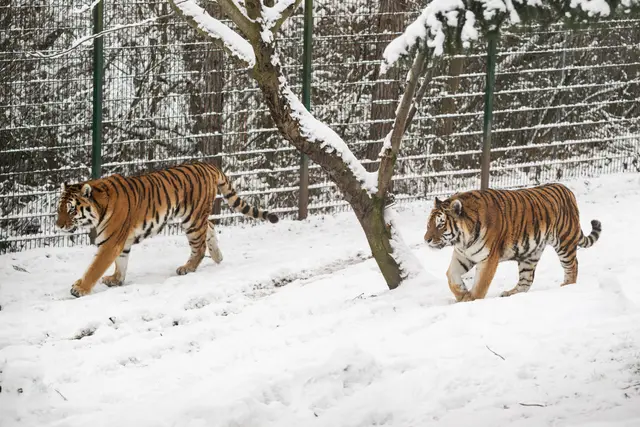Foto: Zoo Schmiding /Sterns