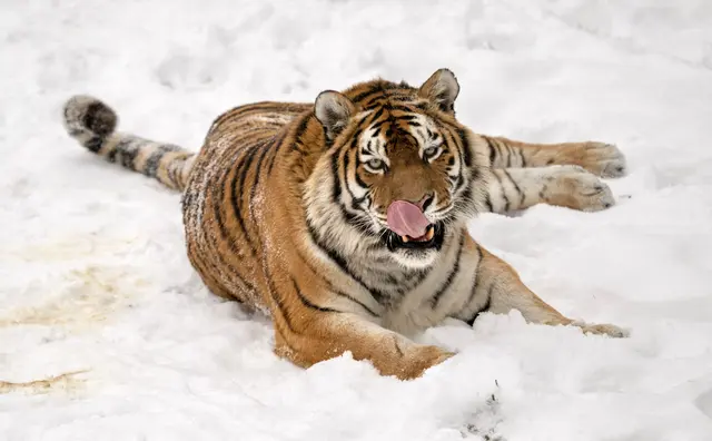 Foto: Zoo Schmiding /Sterns