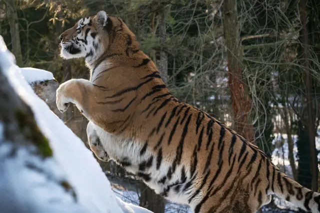 Foto: Zoo Schmiding /Sterns