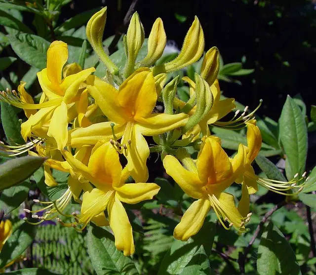 Der botanische Name der Wunderblume lautet "Rhododendron luteum".
 | Foto: A. Mrkvicka