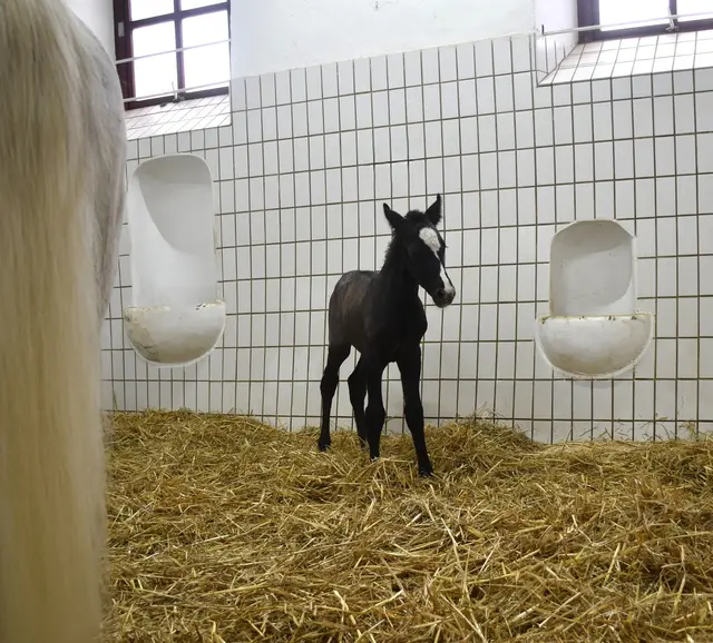 Noch ein bisschen wackelig, aber so süß, das erste Fohlen des Jahrgangs 2026. | Foto: SRS/Lipizzanergestüt Piber