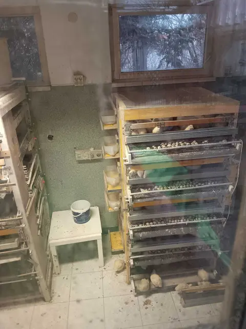 Die Wachteln leben in Penzing auf engstem Raum.  | Foto: Stephan Scheidl