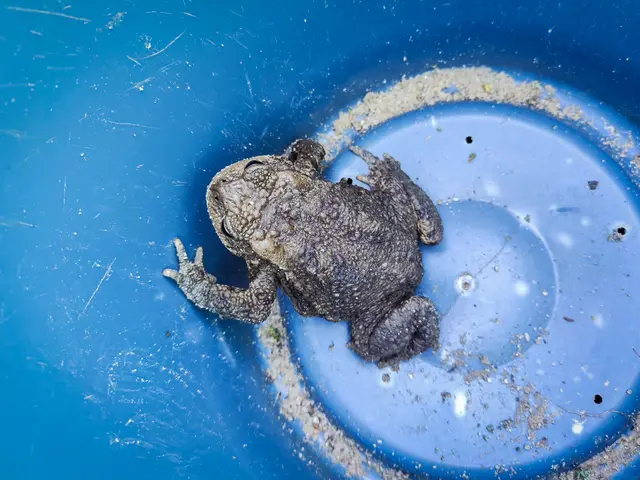 Mit Feber startet – je nach Witterung – wieder die alljährliche Wanderung der Amphibien zu ihren Laichgewässern im Schlosspark Eisenstadt. | Foto: Eisenstadt