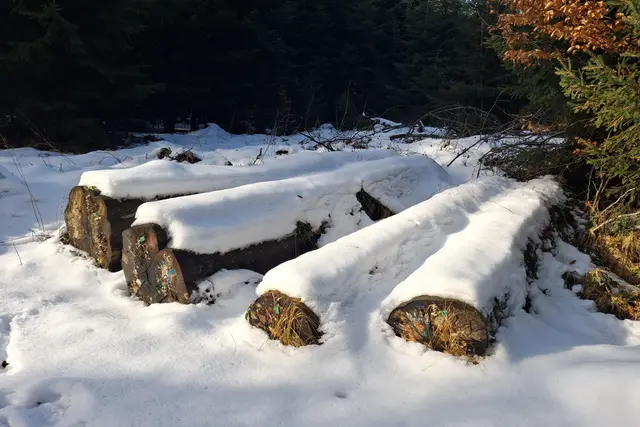 .....Baumstämme im Winterkleid.