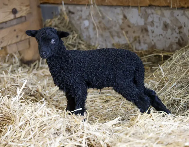 Aktuell erkundet Nathalie schon neugierig die Welt. | Foto: Markus Tschepp