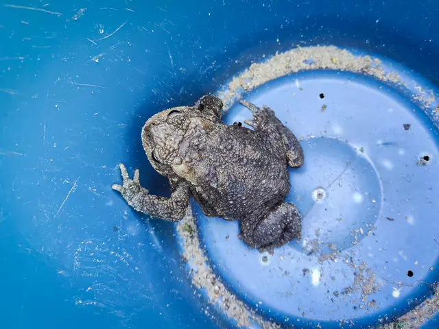 Mit Feber startet – je nach Witterung – wieder die alljährliche Wanderung der Amphibien zu ihren Laichgewässern im Schlosspark Eisenstadt. | Foto: Eisenstadt