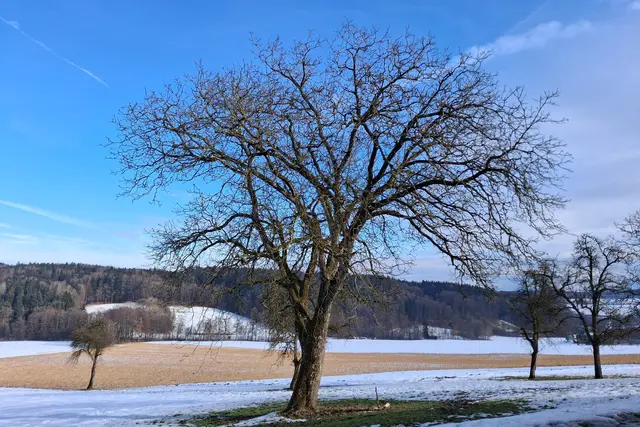 ...am Heimweg hab ich noch einen kurzen Abstecher über die Ortschaft Buchleiten gemacht, um mich an der verschneiten Landschaft zu freuen..