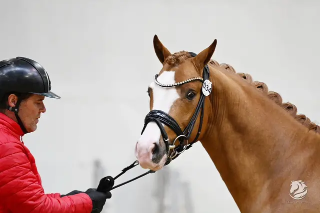 Überzeugte mit Sportlichkeit und Anmut: Mr. Austria (rechts). | Foto: Team myrtill