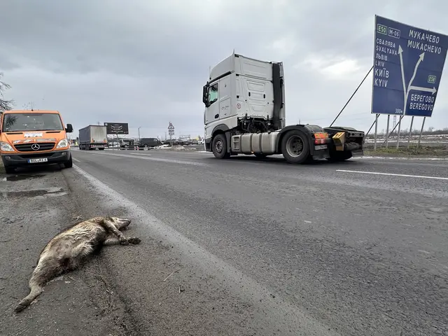 Foto: RespekTiere