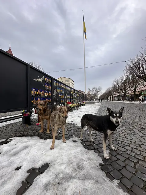 Foto: RespekTiere
