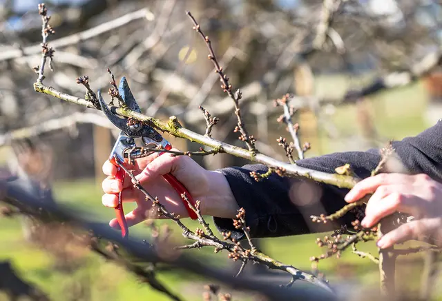 Präzision beim Schnitt – jeder Handgriff zählt. | Foto: Maschinenring