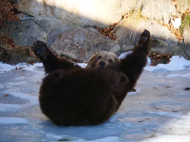 Mit vollem Körpereinsatz zeigt Mici akrobatische Einlagen beim Spielen im Gehege. | Foto: VIER PFOTEN