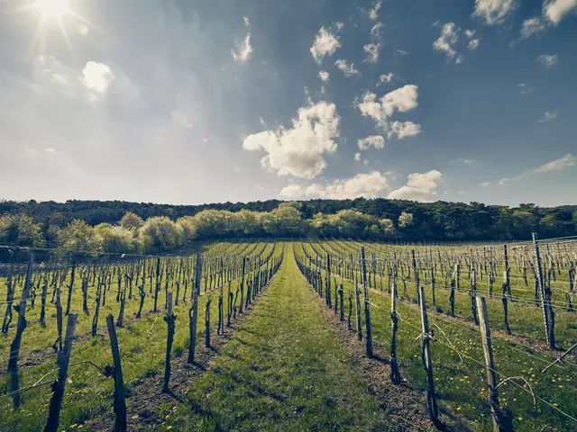 Wienerwald | Foto: Niederösterreich Werbung/Andreas Hofer