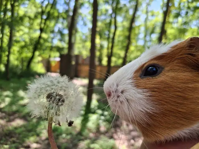 Österreichischer Tierschutzverein warnt: Wegen falscher Haltung landen immer mehr Meerschweinchen im Tierheim – informieren Sie sich vor der Anschaffung! Meerschweinchen sind keine Anfängerhaustiere! | Foto: OeTV