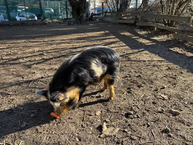 Ein großzügiges Areal steht den Kune Kune Schweinen zur Verfügung.  | Foto: Königer