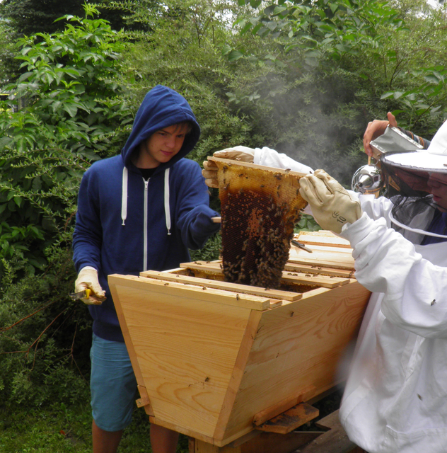 Die Bienen und Wildbienen werden ebenfalls mit den Schülerinnen und Schülern gemeinsam betreut.  | Foto: Thomas Berti