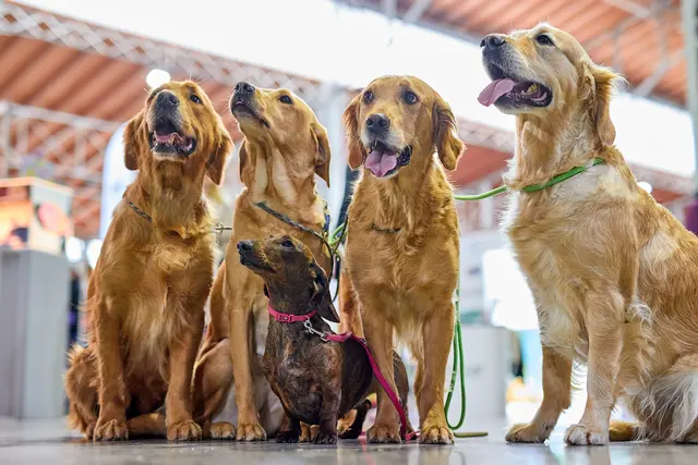 Die Haustiermesse Wien findet wieder in zwei Hallen der Marx-Halle sowie beiden Freigeländen statt. In einer Halle findest Du alles rund um Hunde, in der zweiten Halle wartet der Gastronomiebereich, die Katzenausstellung, Kleintiere, Nager und die Pflanzenbörse.   | Foto: Exotica Veranstaltungen GmbH/APA-Fotoservice/Schedl